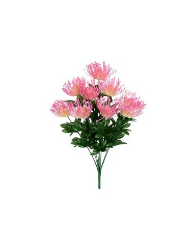 RAMO LEUCOSPERMUM X9-45CM (