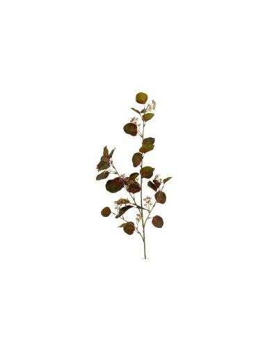 HOJA EUCALIPT. OTO. VERDE 110c