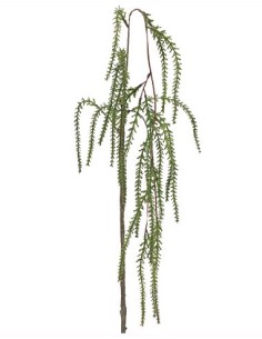 AMARANTHUS (2036-09)