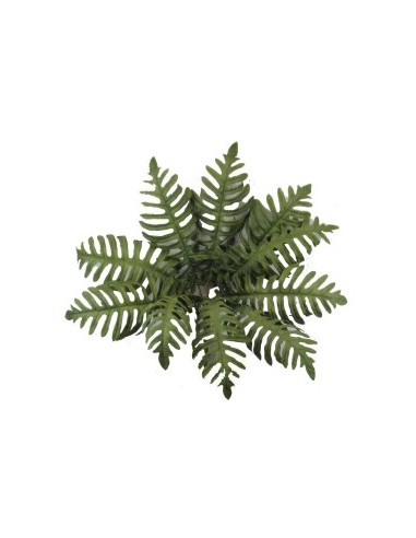 MATA PALMERA OTOÑAL X10