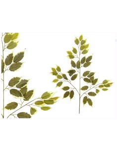 VARA HOJA FICUS X 42-63CM (VERDE/CL)