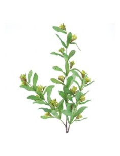 PISTACIA VERDE (9756-09)