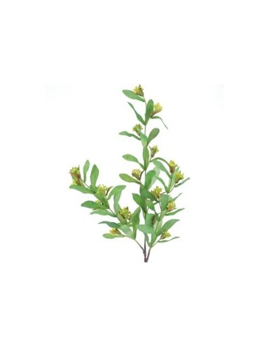 PISTACIA VERDE (9756-09)