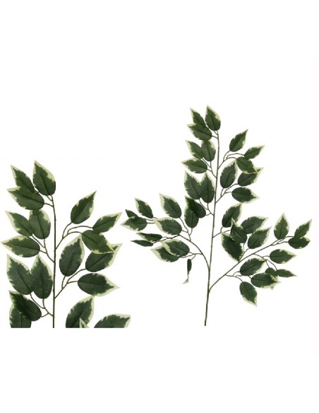 VARA HOJA FICUS BICOLOR X 42-6