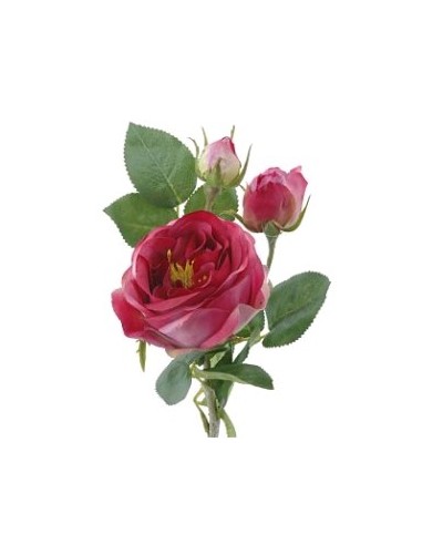 ROSA EN BROTE FUCSIA