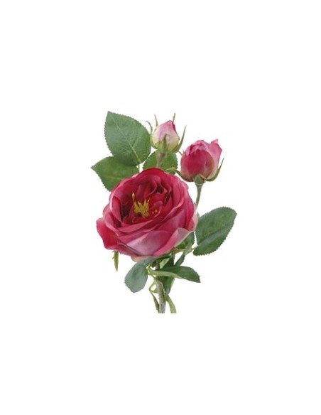 ROSA EN BROTE FUCSIA