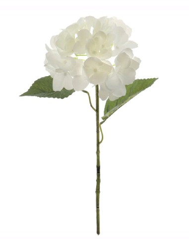 HYDRANGEA (T.N.) (3010-01)