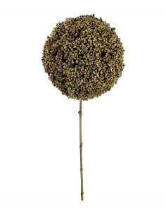 ALLIUM 68 CMS VERDE (2028-09)