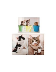 CUADRO CATS 30X40X1,5CM 3 SURT.