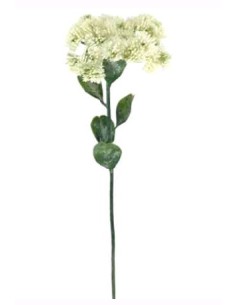 SEDUM HISPANICUM (2685-01)