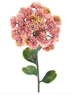 SEDUM HISPANICUM (2685-12)