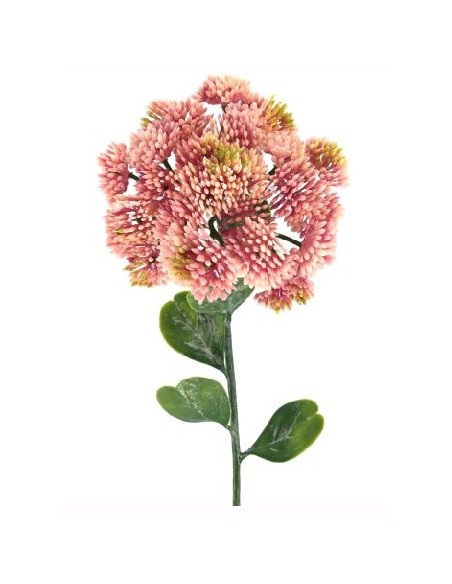 SEDUM HISPANICUM (2685-12)