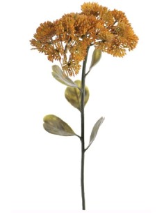 SEDUM (6842-02)