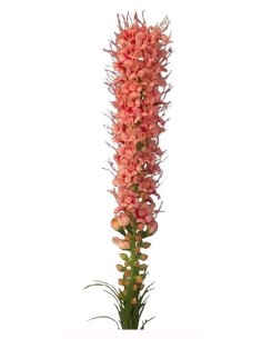 LIATRIS 67 CMS ROSA