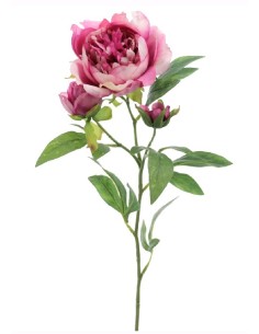 PEONIA (4673-06)