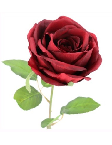 ROSA DE PROVENZA (2214-08)