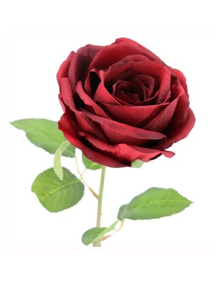 ROSA DE PROVENZA (2214-08)