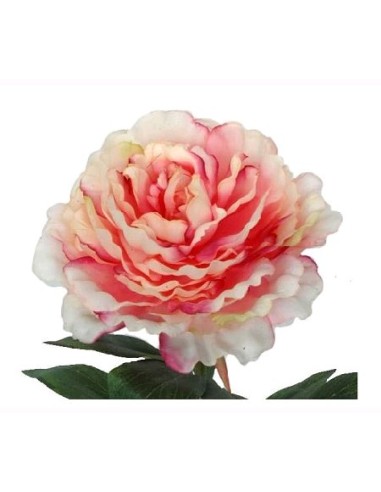 PEONIA 65 CMS SALMON (2230-14)