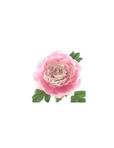 PEONIA TACTO NATURAL ROSA (62