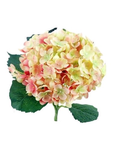 HORTENSIA X1 SALMON 55cm
