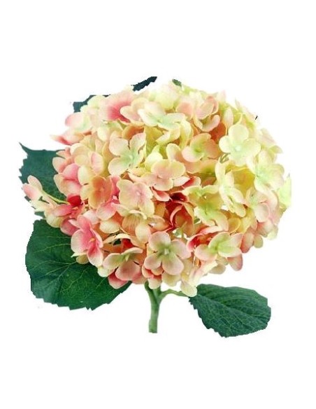 HORTENSIA X1 SALMON 55cm