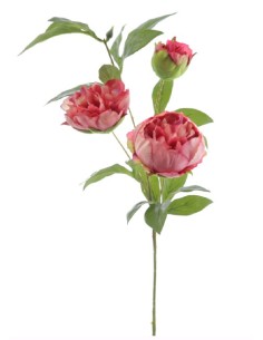 PEONIA X 3 (4394-07)
