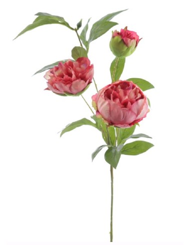 PEONIA X 3 (4394-07)