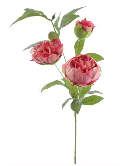 PEONIA X 3 (4394-07)