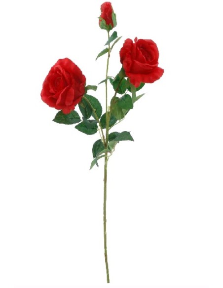 ROSA X 3  GRANDIFLORA (4395-08)