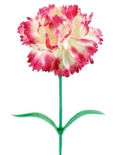 CLAVELX1 M. TERC JASPE 60 CM