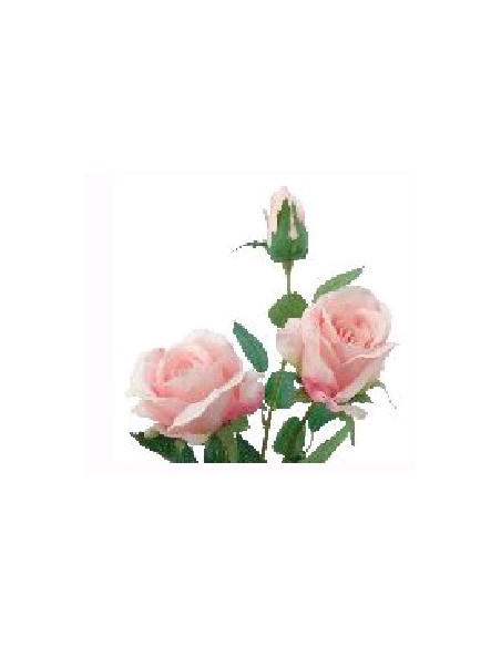 ROSA X 3  GRANDIFLORA