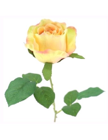 CAPULLO PROVENZA (2215-02)