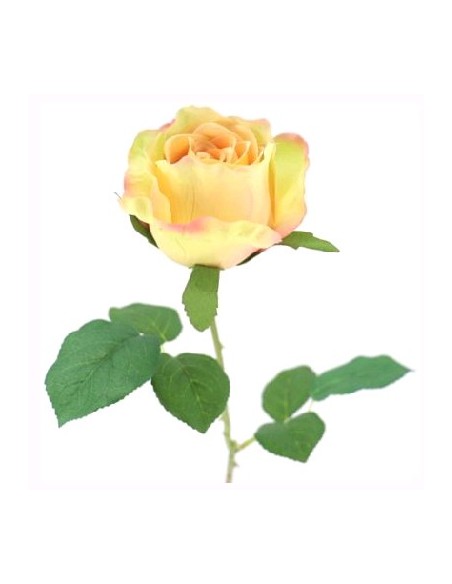 CAPULLO PROVENZA (2215-02)