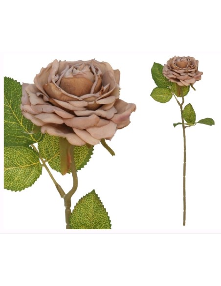 VARA ROSA DRIED -50 CM (CAFE)