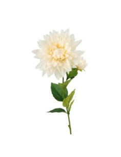 R.DALIA X2 ROSA 66cm (16cm) (G5