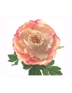 PEONIA TACTO NATURAL CORAL