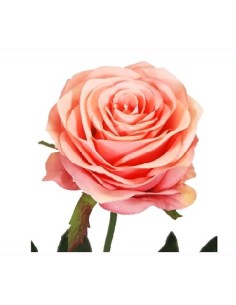 ROSA X1 CEREZA 57CM(8CM) (Q35