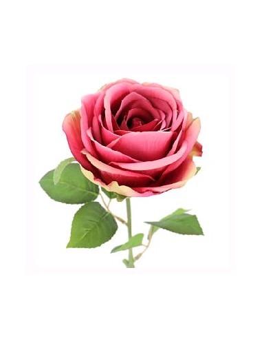 ROSA DE PROVENZA (2214-07)