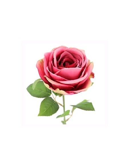 ROSA DE PROVENZA (2214-07)