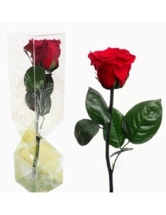 ROSA PRESERVADA TALLO CORTO ROJA