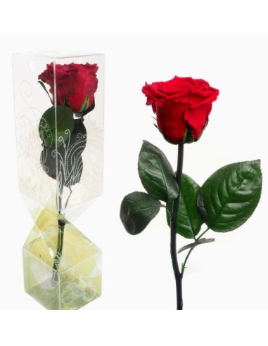 ROSA PRESERVADA TALLO CORTO ROJA