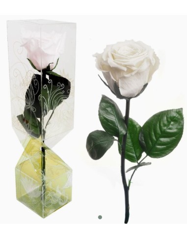 ROSA PRESERVADA TALLO CORTO BLANCA