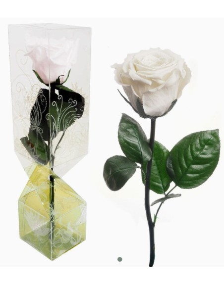 ROSA PRESERVADA TALLO CORTO BLANCA