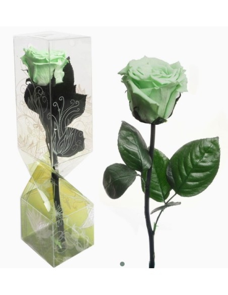ROSA PRESERVADA TALLO CORTO VERDE