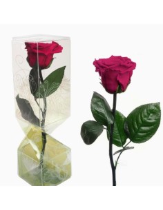 ROSA PRESERVADA TALLO CORTO ROSA CEREZA