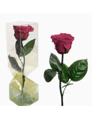 ROSA PRESERVADA TALLO CORTO MAGENTA