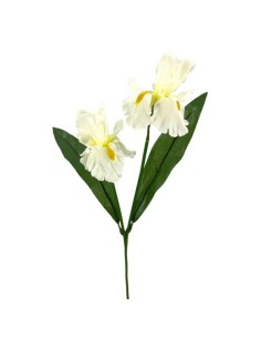 IRIS X2 POLISTER CREMA 62cm(11cm)