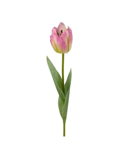 R.TULIPAN X1 TACT.NATUR., ROSA 48cm(6cm)