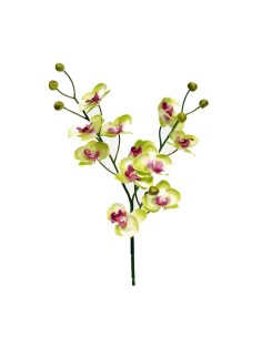 ORQUIDEAX11 VERDE 58CM(11CM)