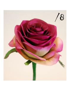 ROSA X1 FUSHIA SUV.57CM(8CM)